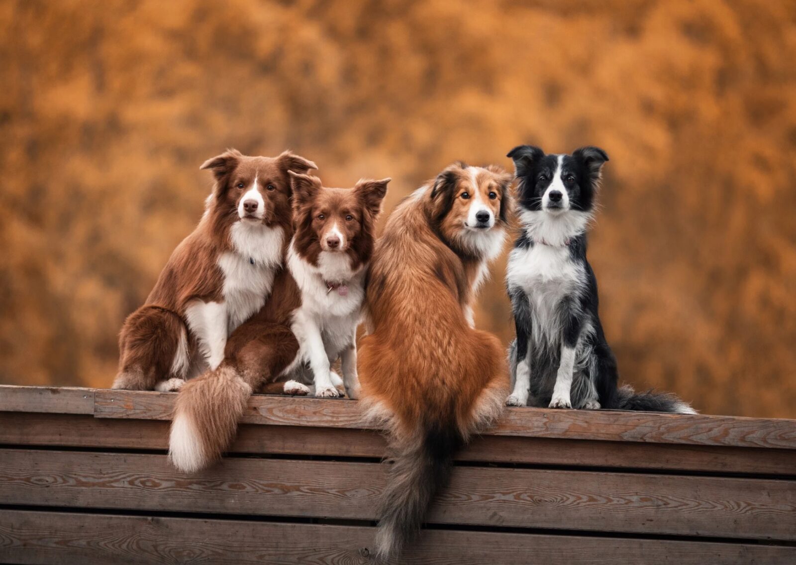 brown and black minimalist gift voucher certificate 20250816 151950 0000